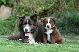 BORDER COLLIE 1234